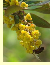 Барбарис обыкновенный (Berberis vulgaris L. ) Барбарис обыкновенный (Berberis vulgaris L. )